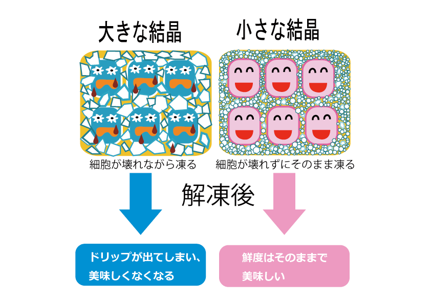 肉や魚などの食品をゆっくり凍らせると氷の結晶が大きくなり細胞を痛めてしまいます。早く凍らせると結晶は小さくなり食品を傷つけません。
