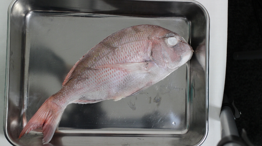 液体凍結機リセラで急速冷凍した鯛