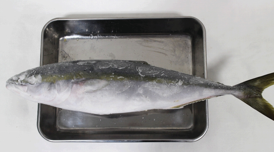 液体凍結機リセラで急速冷凍したイナダ